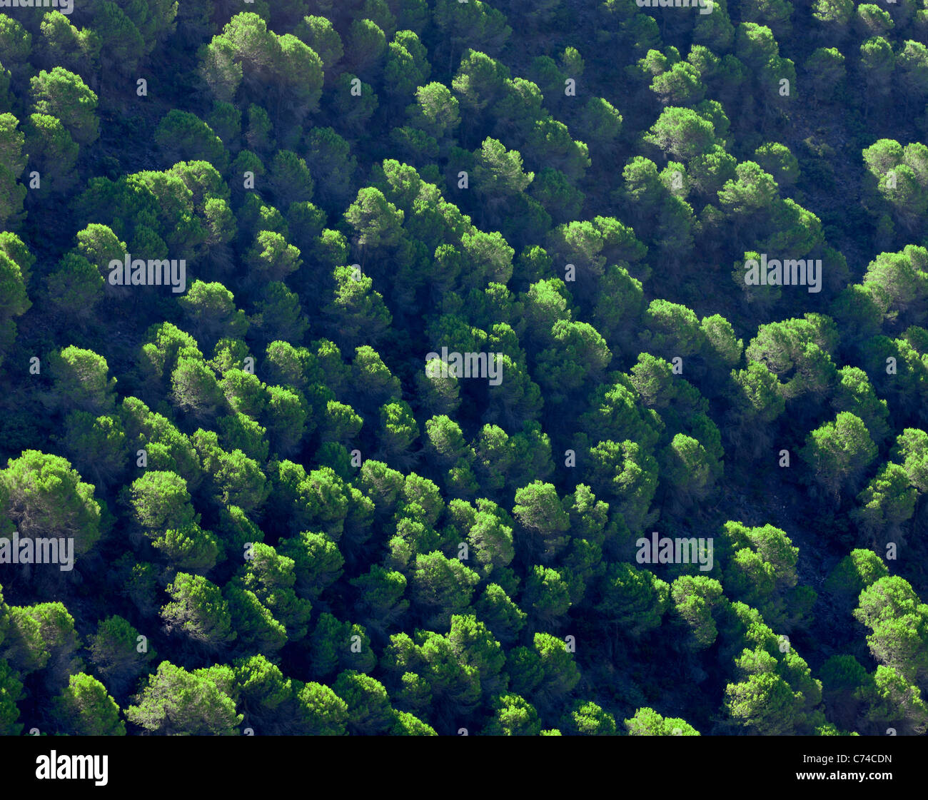 Foresta di Pini fotografati da sopra. Foto Stock