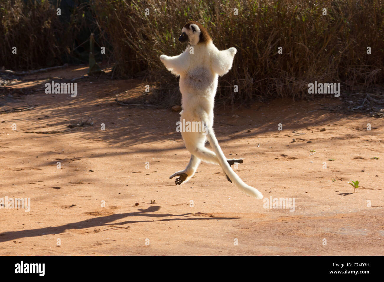 La Verreaux sifaka saltando su terra, Berenty Riserva, Madagascar Foto Stock