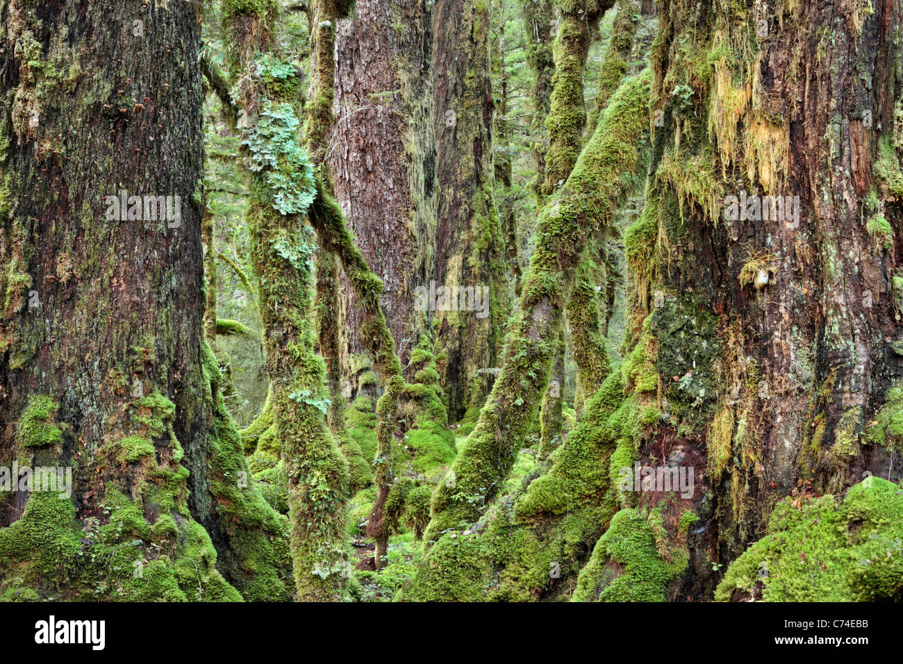 Classic moss coperte di foreste di faggio lungo le rive del lago Gunn sul Milford Sound Road nel Fjordland, Nuova Zelanda Foto Stock