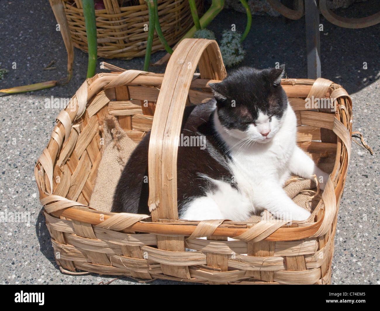 Gatto in un cestello, città vecchia, Monterosso al Mare e le Cinque Terre,  sito Patrimonio Mondiale dell'Unesco, la Liguria di Levante, Italia, mare  Mediterraneo, Europa Foto stock - Alamy