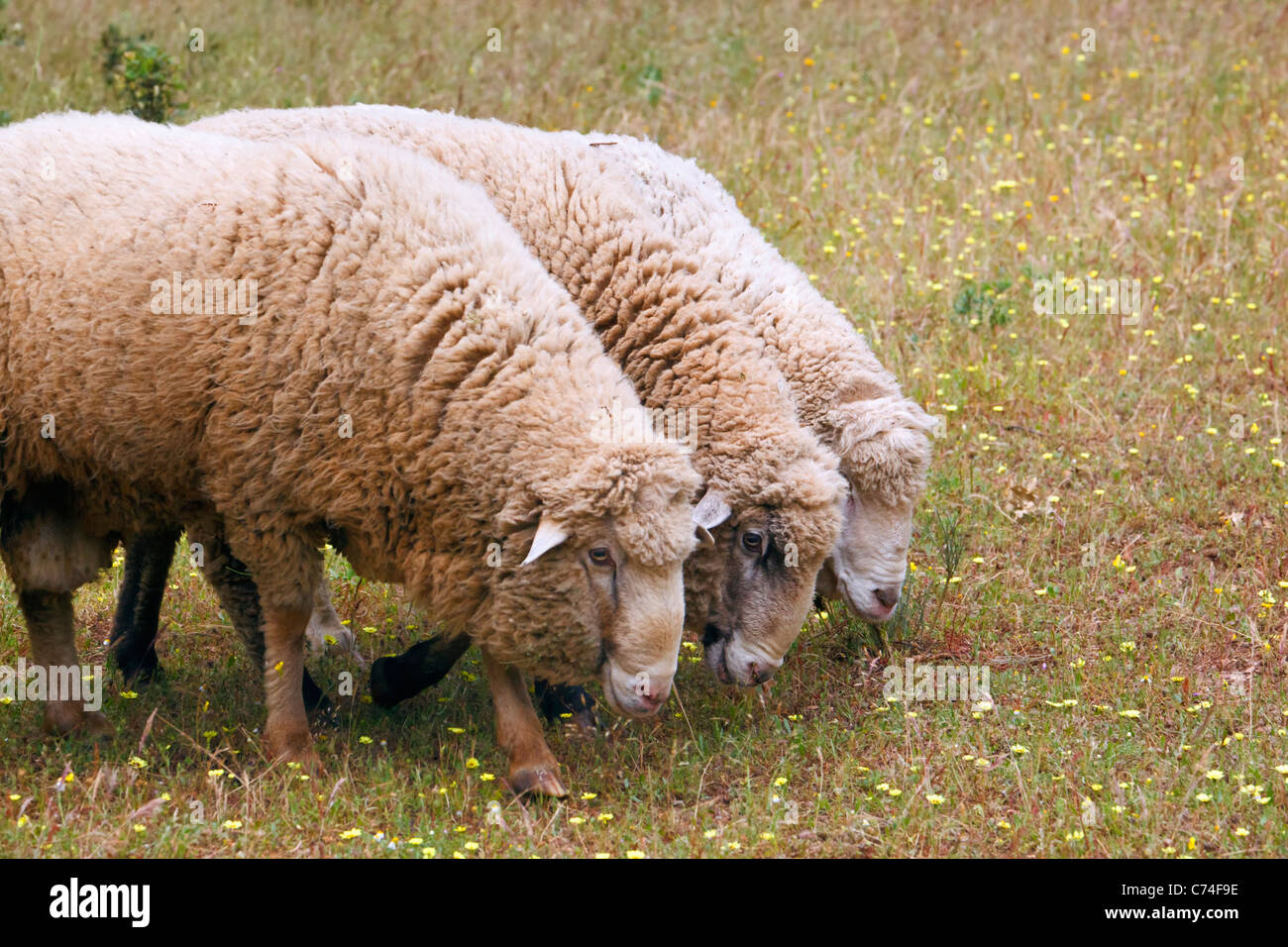 Pecore al pascolo vicino a Grazalema, la provincia di Cadiz Cadice, Spagna Foto Stock