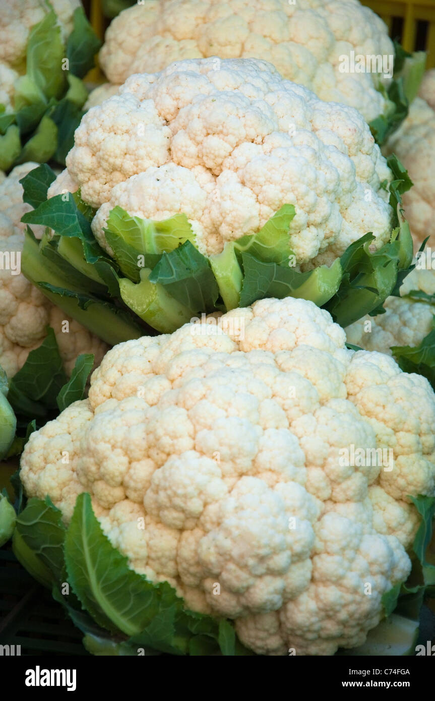 Sfondo verticale di appena raccolto i cavolfiori Foto Stock