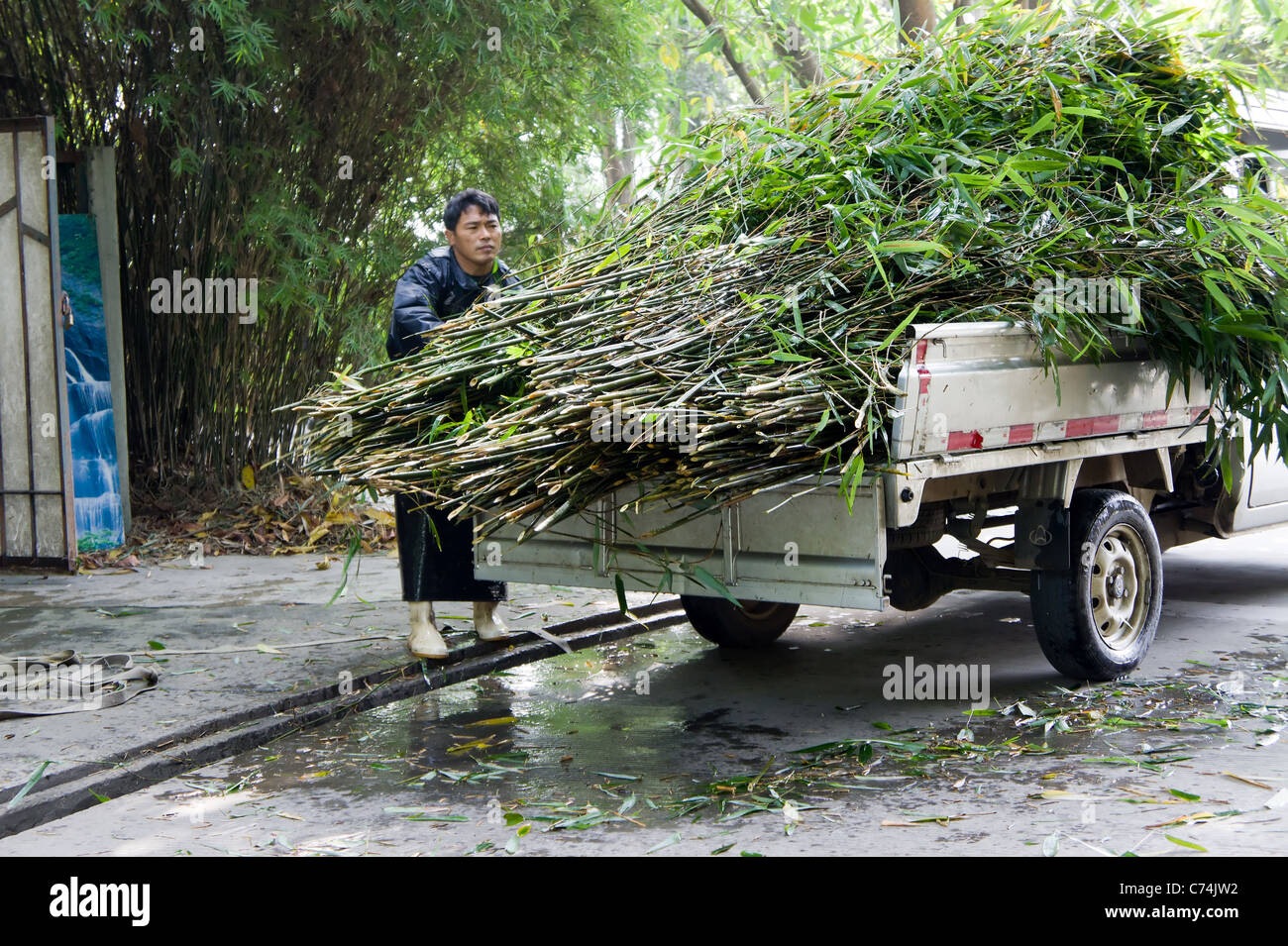 Cibo di bambù per i panda giganti a Chengdu Research Base del Panda Gigante Allevamento, Chengdu, Cina Foto Stock