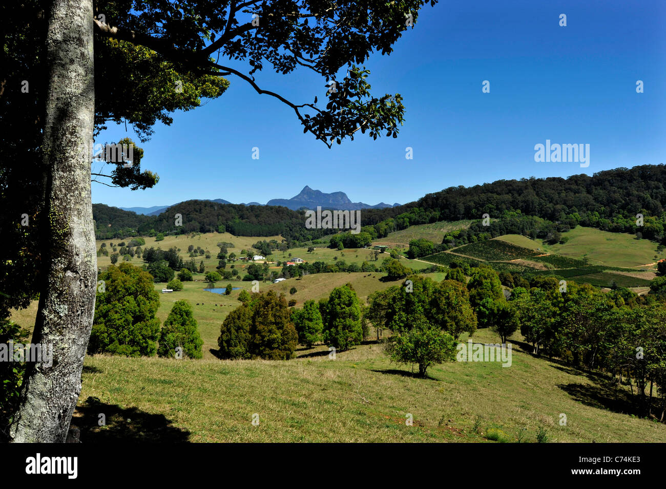 Sotto l'agricoltura tropicale paese nei pressi di Murwillumbah Australia Foto Stock