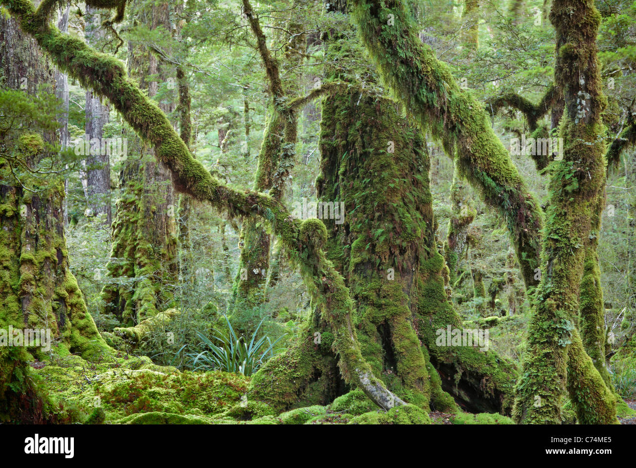 Classic moss coperte di foreste di faggio lungo le rive del lago Gunn sul Milford Sound Road nel Fjordland, Nuova Zelanda Foto Stock