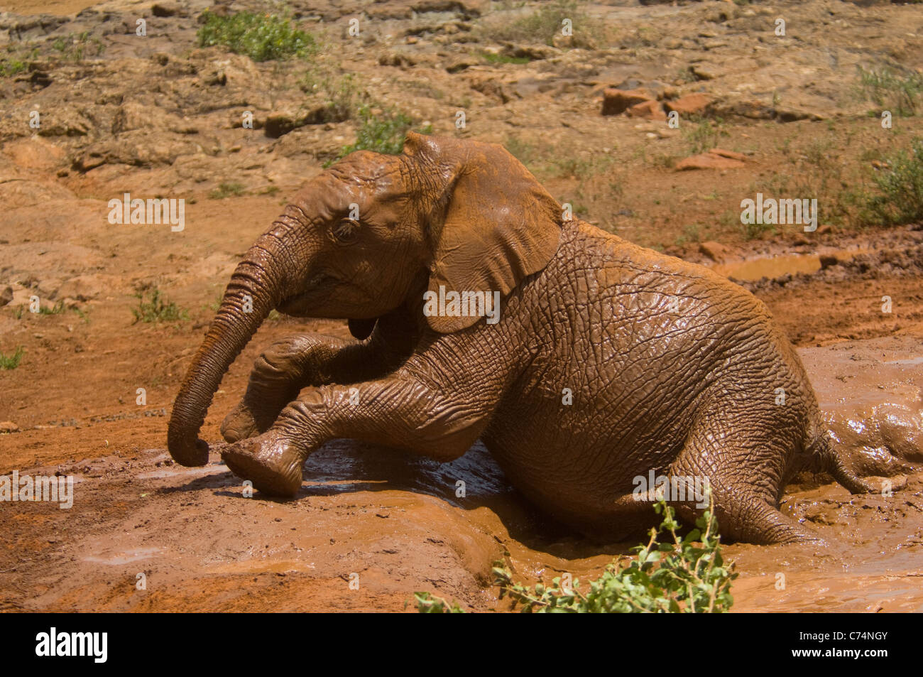Africa, Kenya, Nairobi-Orphaned elefante in piscina di acqua a Davide di Sheldrick Wildlife Trust Foto Stock