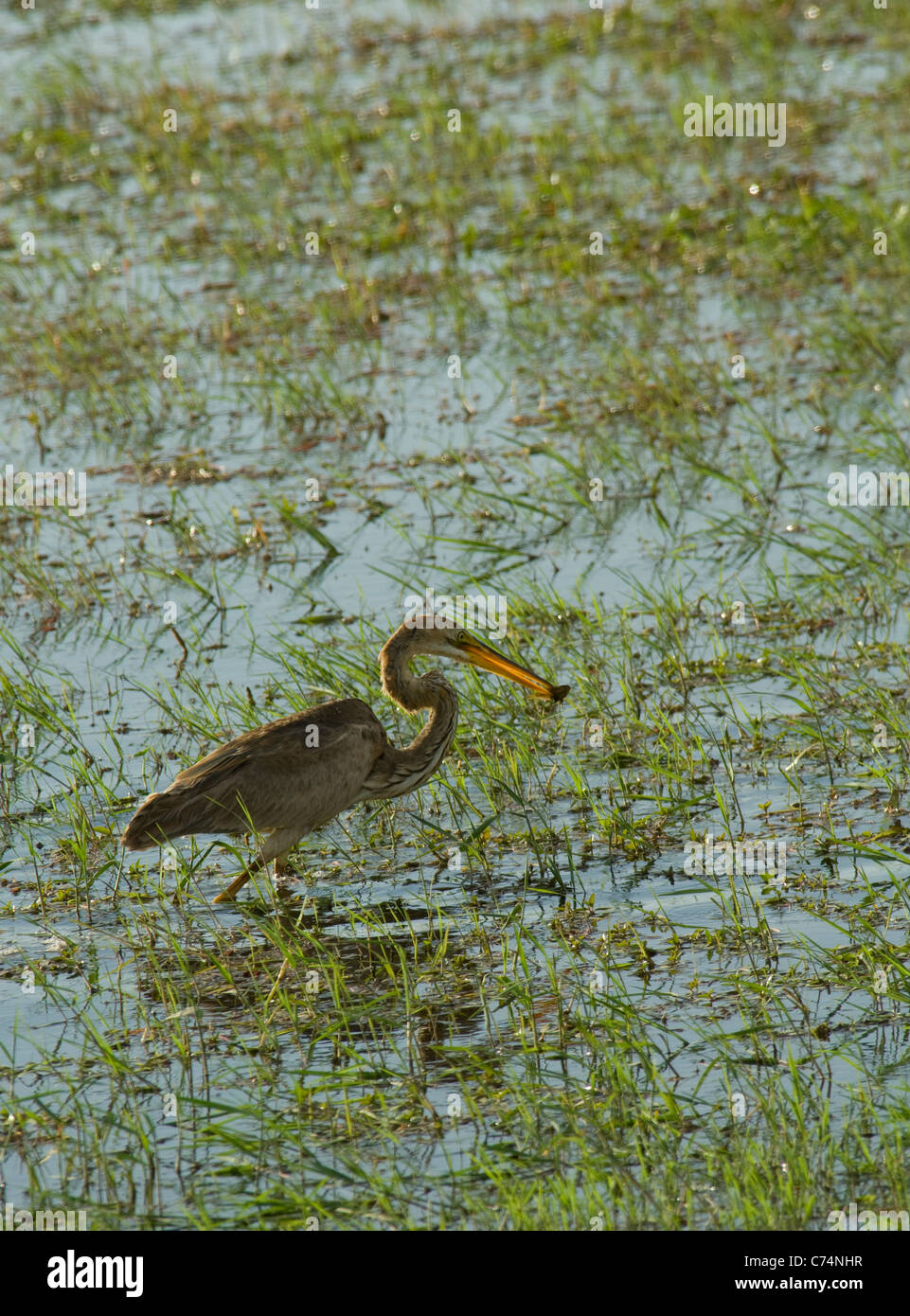 Africa, Kenya, Amboseli-Gray capo-heron con fermo in bocca Foto Stock