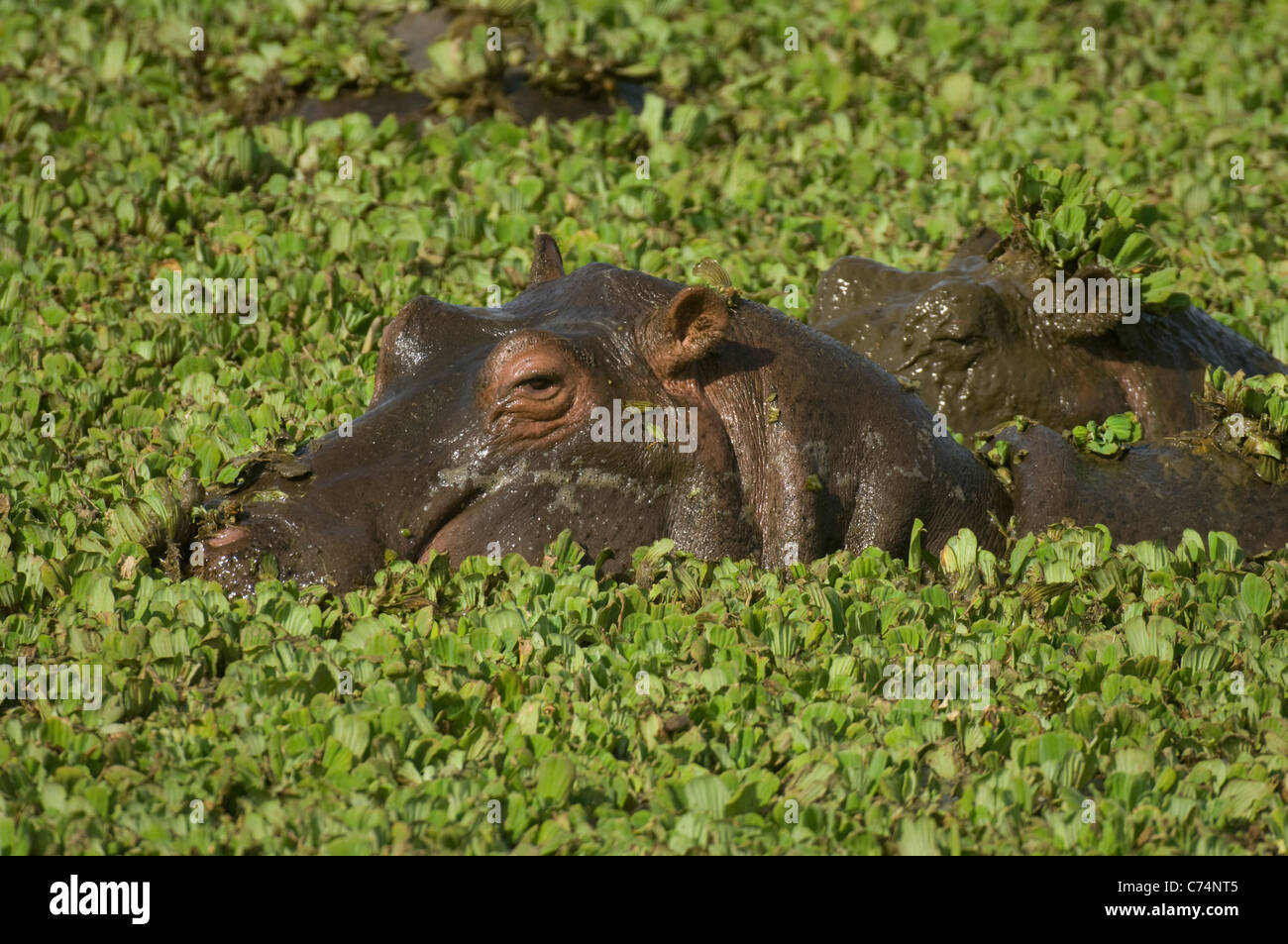 Africa Kenia Masai Mara, ippopotami in acqua con cavolo di palude Foto Stock