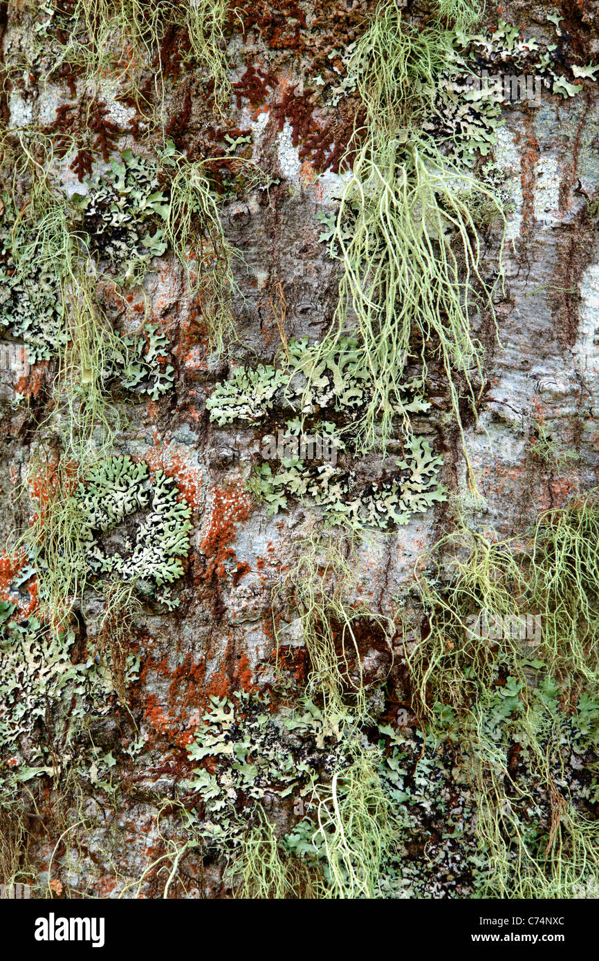 Vari colorati licheni e muschi coprono una faggeta nella Snowden foresta vicino a sud Mavora Lago in Nuova Zelanda Foto Stock