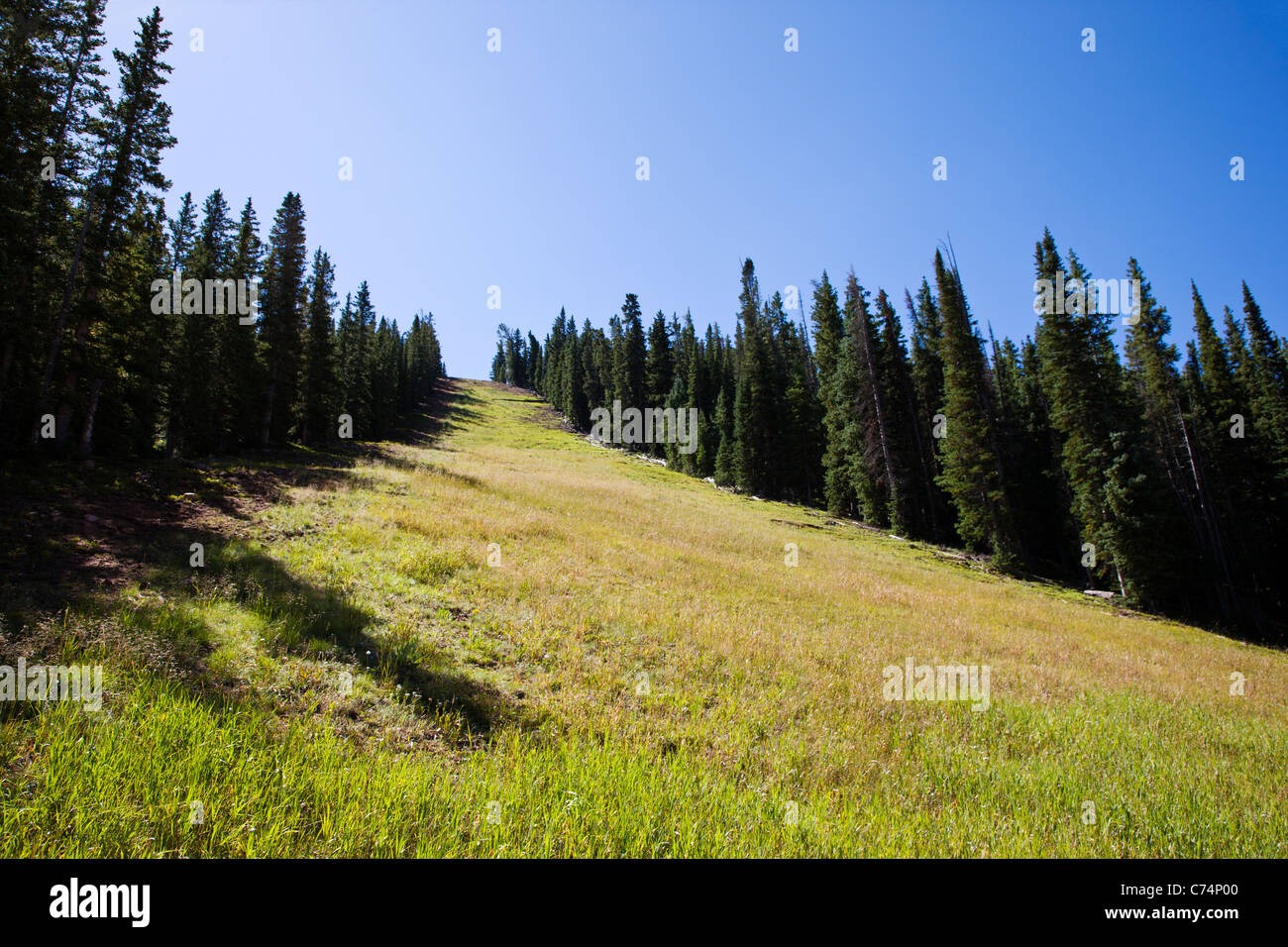 Vista estiva di Monarch Mountain ski area situata a 10,790' altitudine nella gamma Sawatch delle Montagne Rocciose, Colorado, STATI UNITI D'AMERICA Foto Stock
