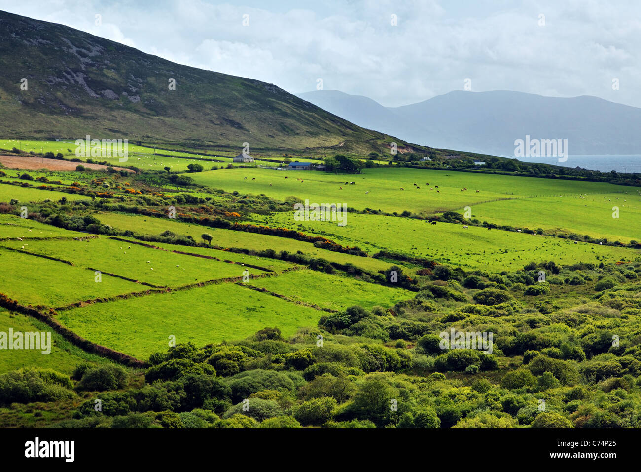 Verde campagna irlandese sulla penisola di Dingle, Repubblica di Irlanda, Europa Foto Stock