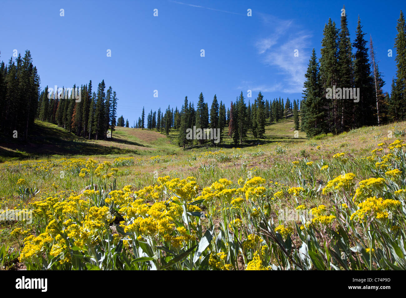 Vista estiva di Monarch Mountain ski area situata a 10,790' altitudine nella gamma Sawatch delle Montagne Rocciose, Colorado, STATI UNITI D'AMERICA Foto Stock