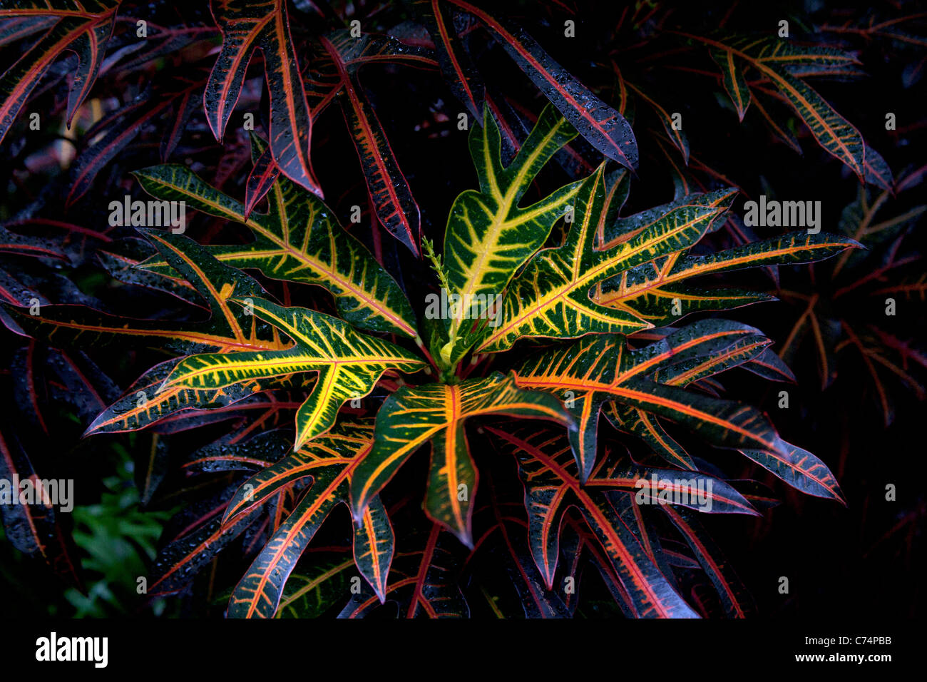 Variegata di foglie di codiaeum variegatum pictum Palm House Regno Unito Foto Stock