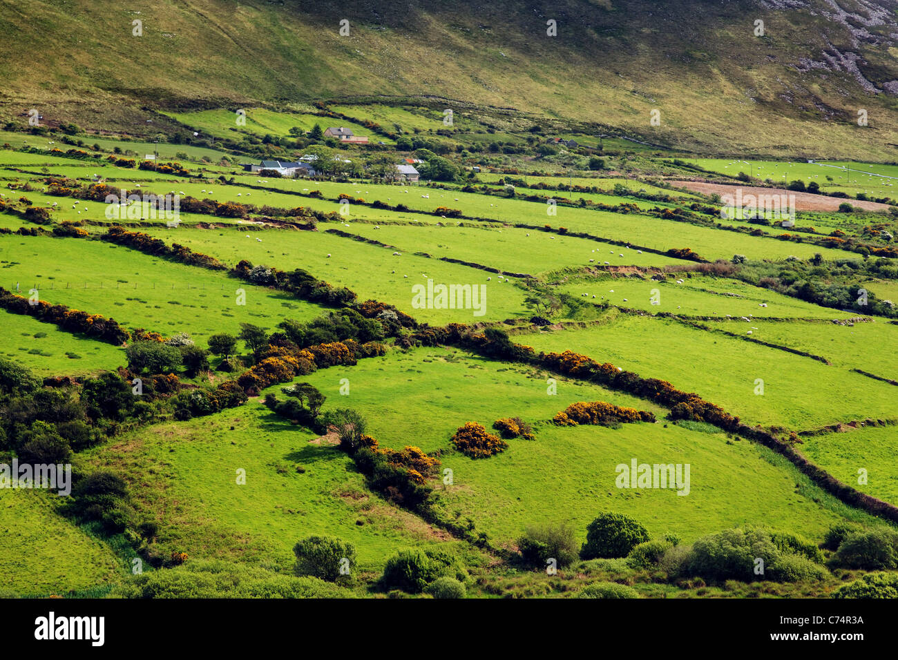 Verde campagna irlandese sulla penisola di Dingle, Repubblica di Irlanda, Europa Foto Stock