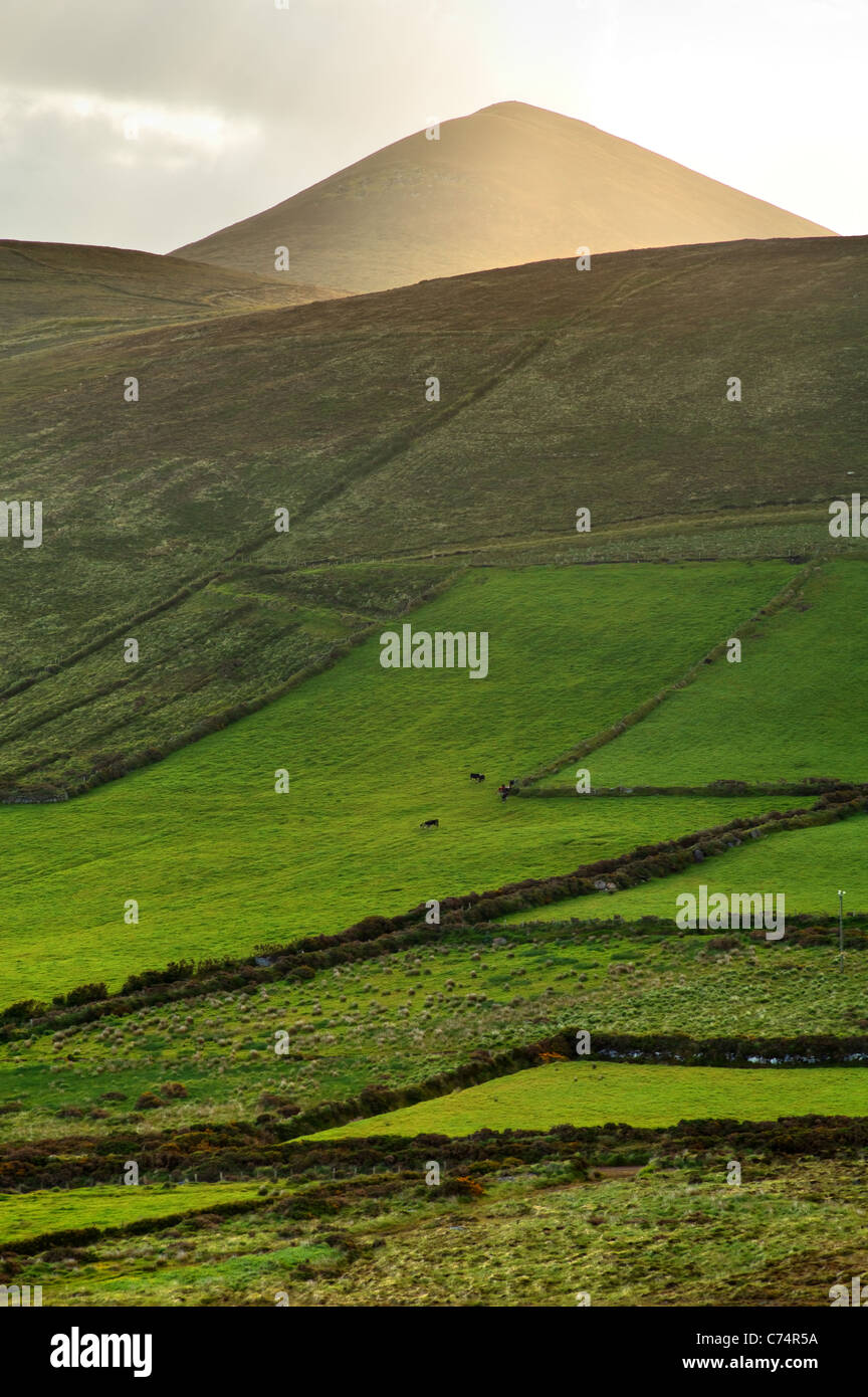 Verdi Pascoli di seguito Cruach Mhárthain, penisola di Dingle, nella contea di Kerry, Repubblica di Irlanda Foto Stock