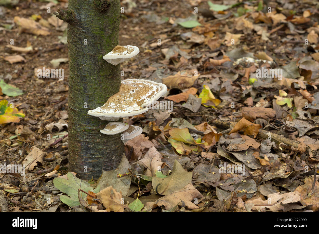 Staffa bitorzoluto, Trametes gibbosa, funghi nei boschi, Burton boccole, East Yorkshire, Inghilterra, Regno Unito Foto Stock