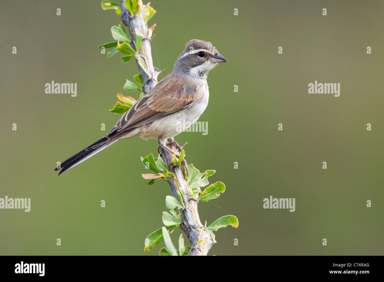 Nero-throated Sparrow Amphispiza bilineata Amado, Santa Cruz County, Arizona, Stati Uniti 6 Settembre Emberizidae Immature Foto Stock