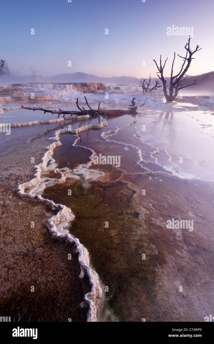 Albero morto su terrazze di travertino di Mammoth Hot Springs, il Parco Nazionale di Yellowstone, Wyoming USA Foto Stock