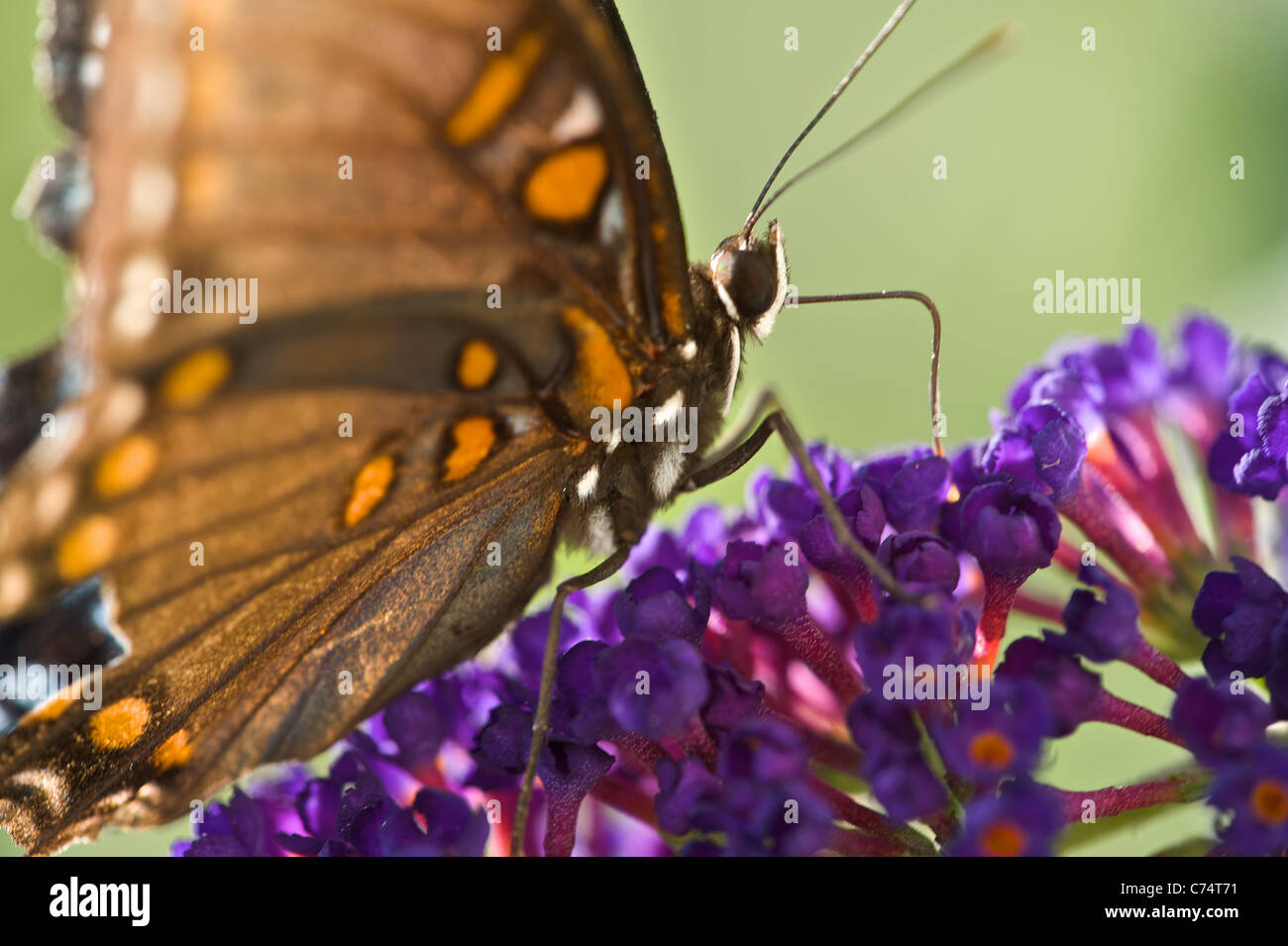 Le domande di indagine a farfalla per polen Foto Stock