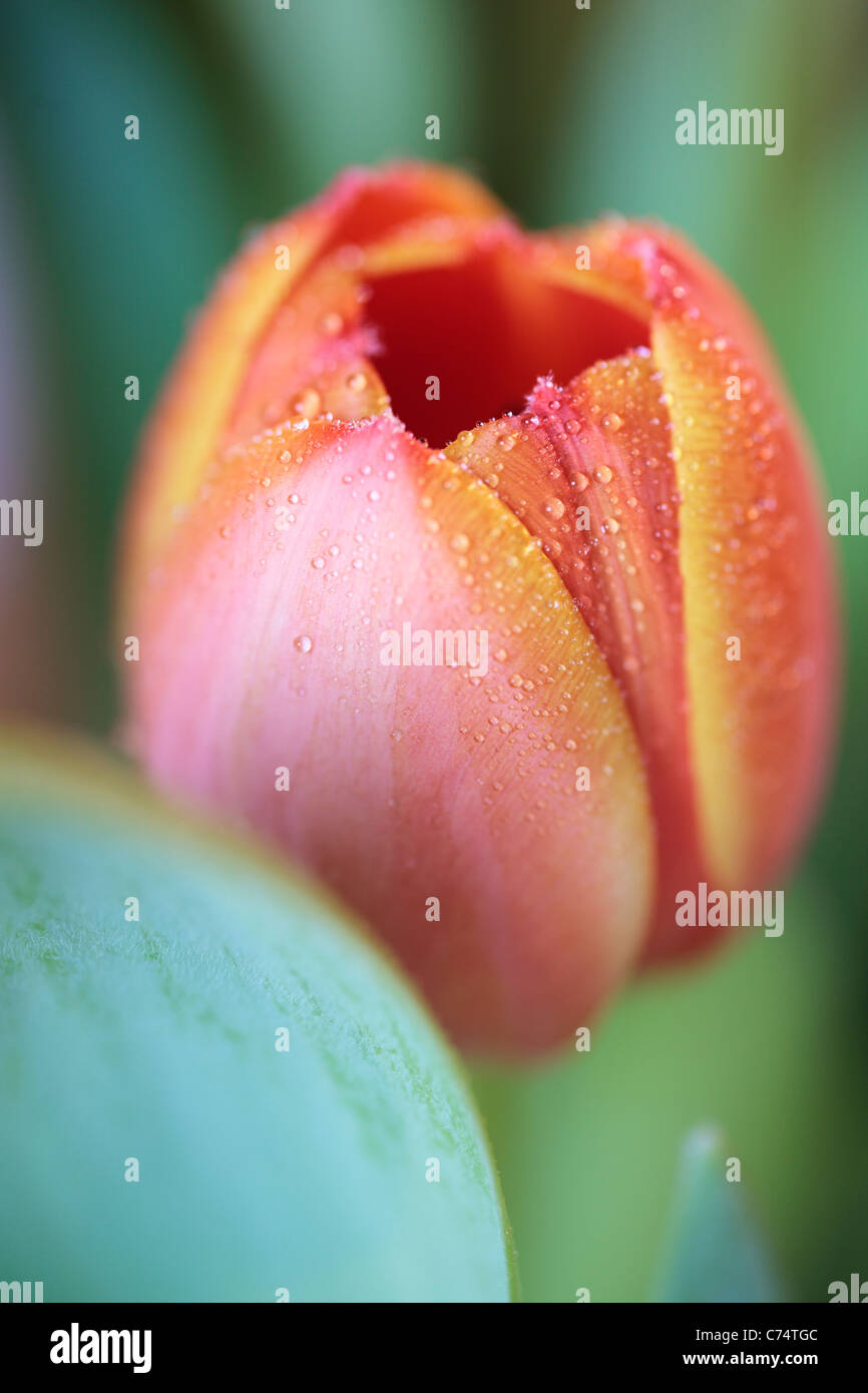 In prossimità di una rugiada-coperto orange tulip in primavera Foto Stock