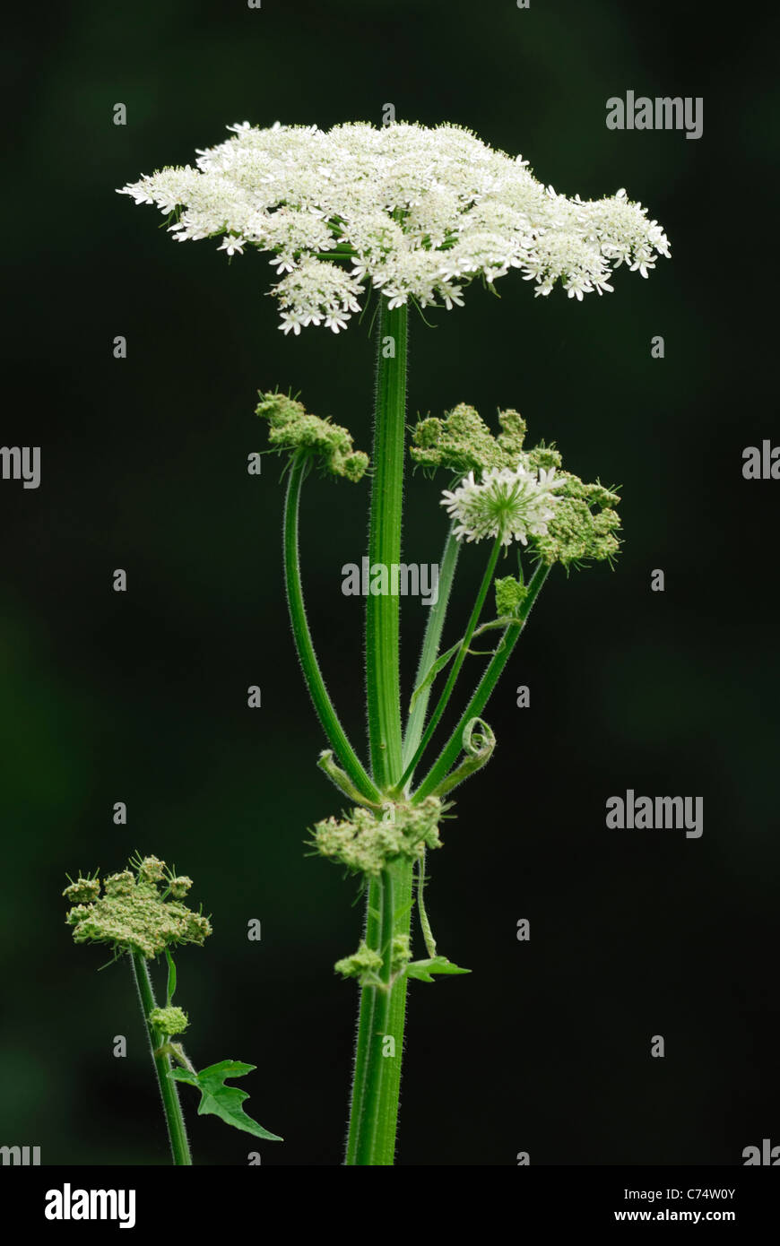 Hogweed comune (Heracleum sphondylium) a Shapwick Heath Riserva sui livelli di Somerset, Inghilterra, Regno Unito. Luglio 2011. Foto Stock