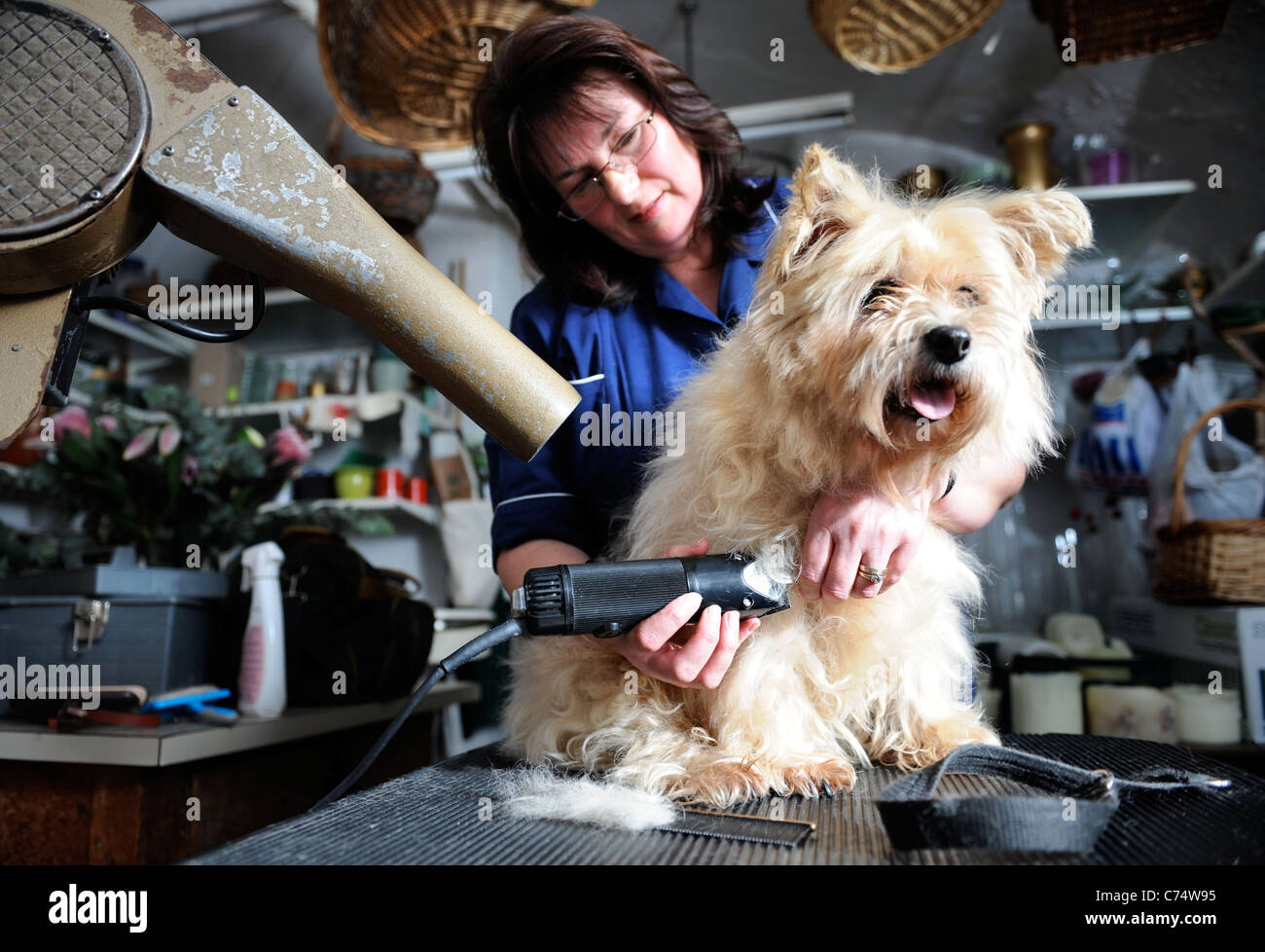 Un pet Cairn Terrier cane in un salone di toelettatura del Regno Unito Foto Stock