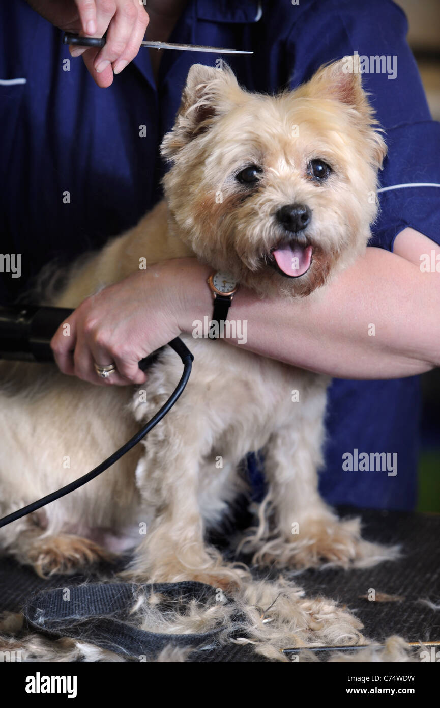 Un pet Cairn Terrier cane in un salone di toelettatura del Regno Unito Foto Stock