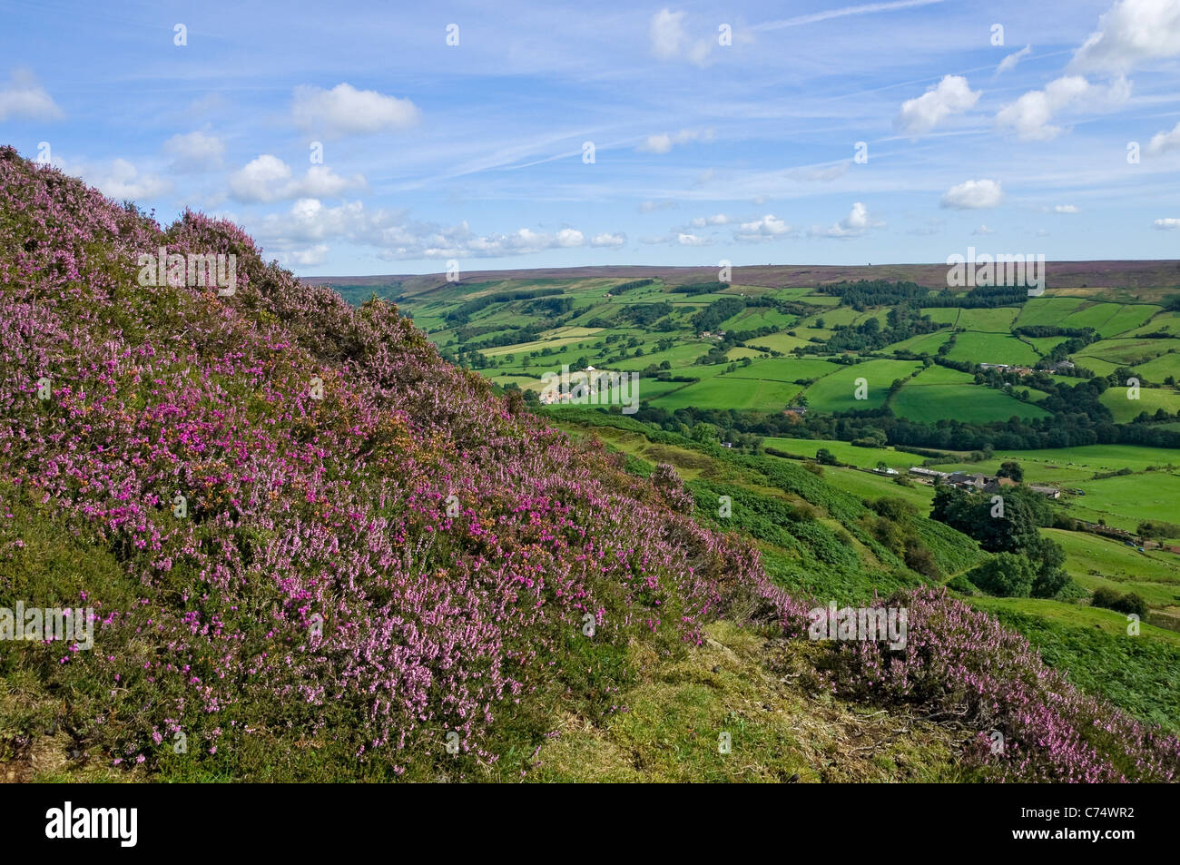 Vista dalla collina coperta di erica viola verso Rosedale In estate North Yorkshire Inghilterra UK Regno Unito GB Great La Gran Bretagna Foto Stock