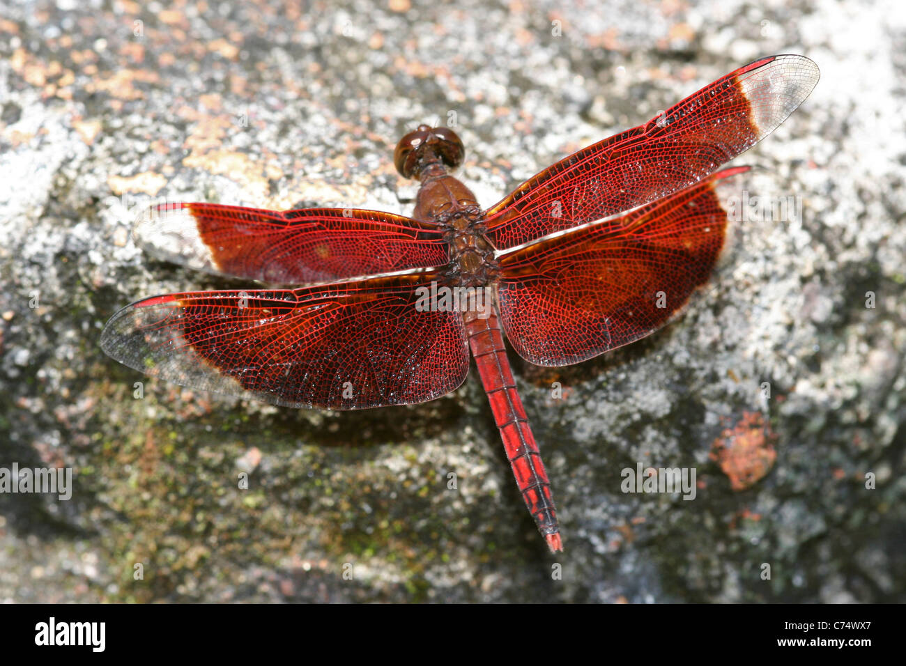 Rosso a forma di libellula Grasshawk Neurothemis fluctuans Foto Stock