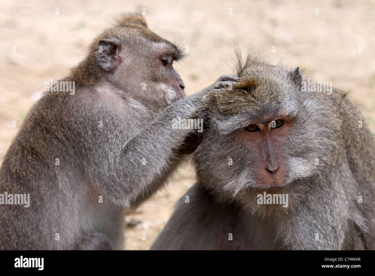 Toelettatura Crab-eating macachi Macaca fascicularis Foto Stock