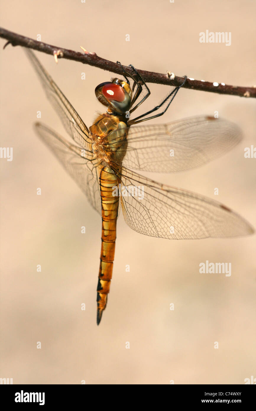 Globo Pantala Skimmer flavescens presi in East Java, Indonesia Foto Stock