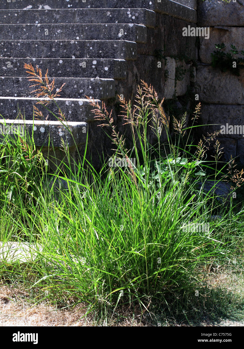 Johnson ricopre d'erba (halepense di Sorgo) cresce in antiche rovine nei pressi della città di Kos, Kos, Agosto Foto Stock