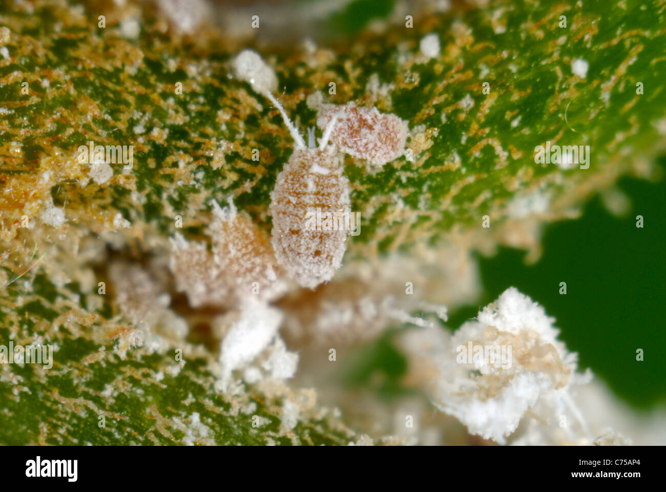 Cingolato immatura del Glasshouse mealybug (Pseudococcus viburni) sul conservatorio pianta di bouganville Foto Stock
