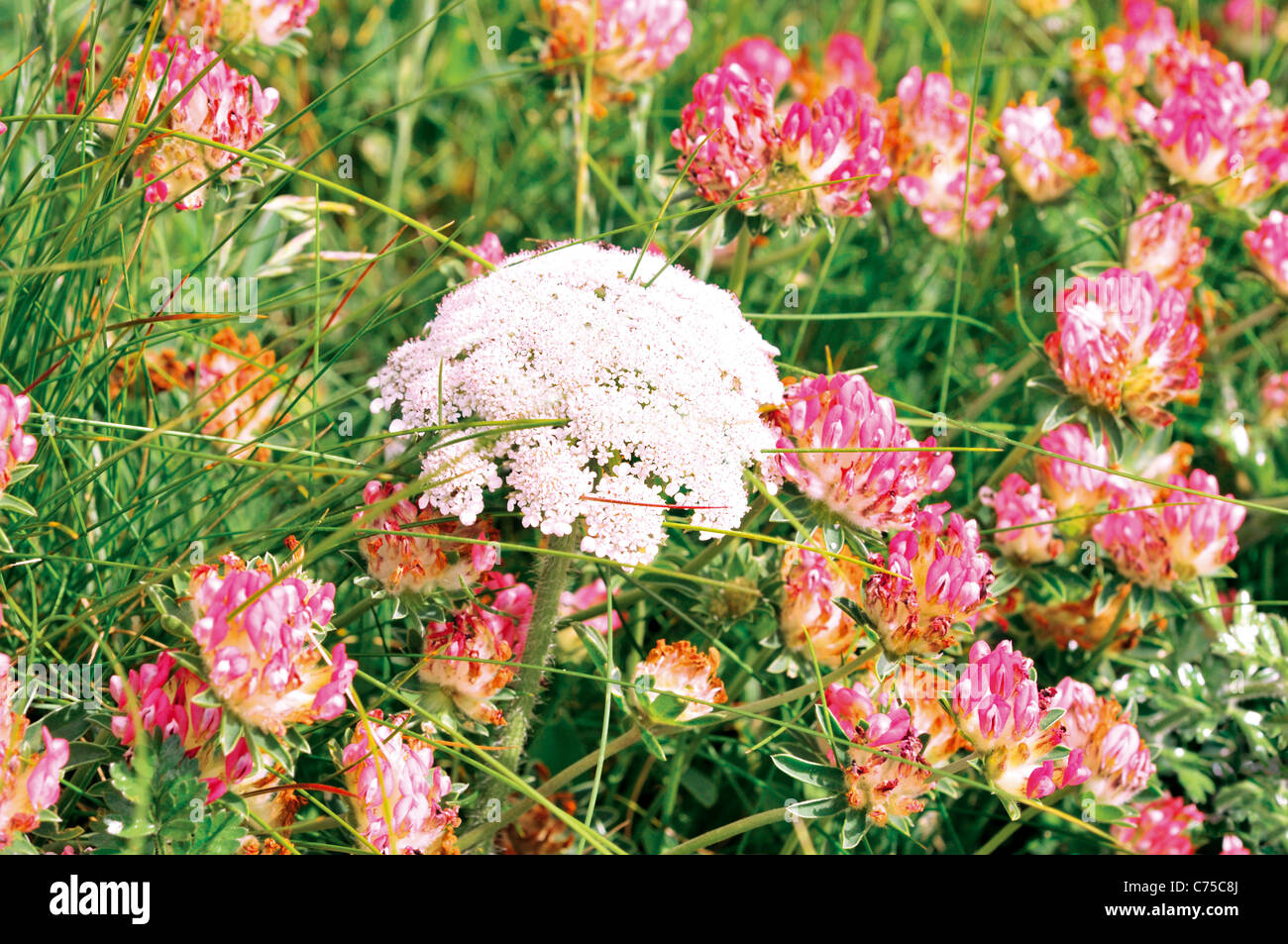 Spagna Galizia: vegetazione selvaggia intorno alla natura area protetta di spiaggia Praia come Catedrais Foto Stock