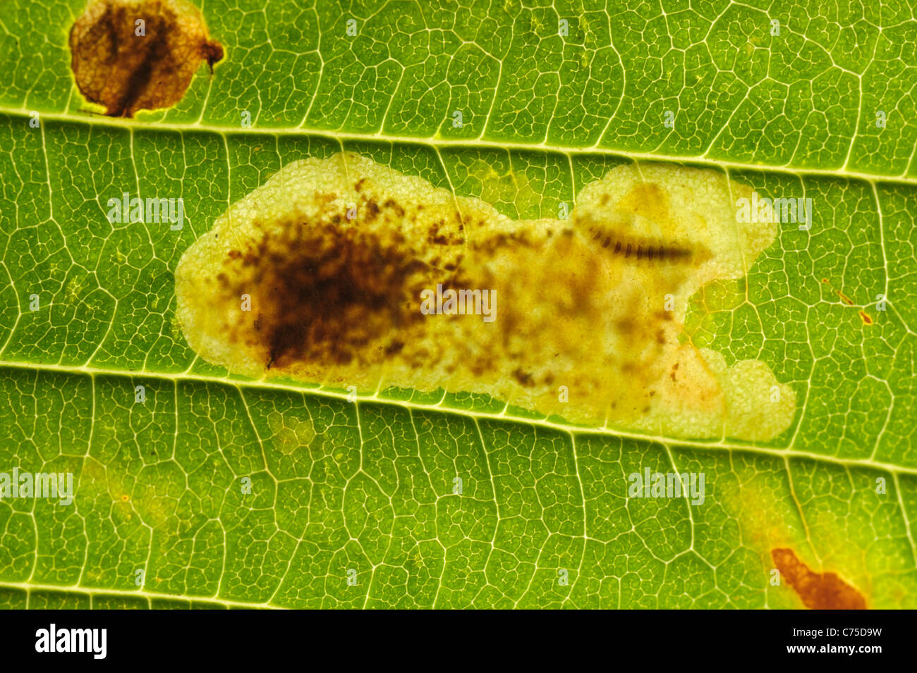 Larva di castagno cavallo (Cameraria ohridella) nella mia foglia di Aesculus hippocastanum Foto Stock