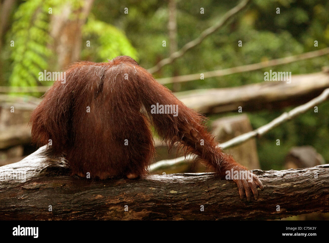 Vista posteriore Bornean Orangutan (Pongo pygmaeus) presso lo zoo di Singapore, Singapore asia Foto Stock
