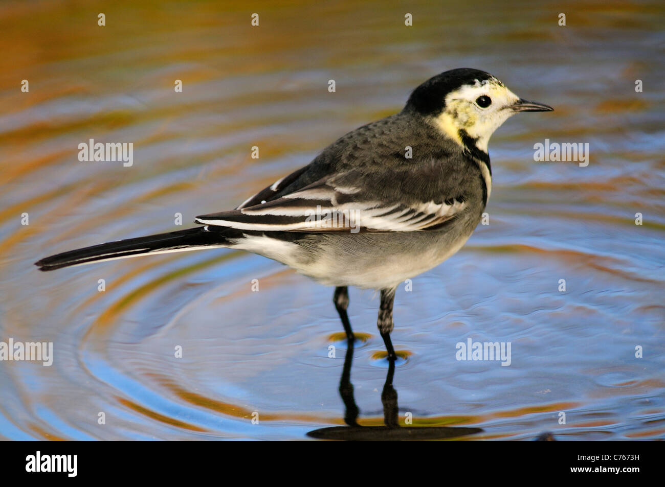 Un pied wagtail in piedi in acqua Foto Stock