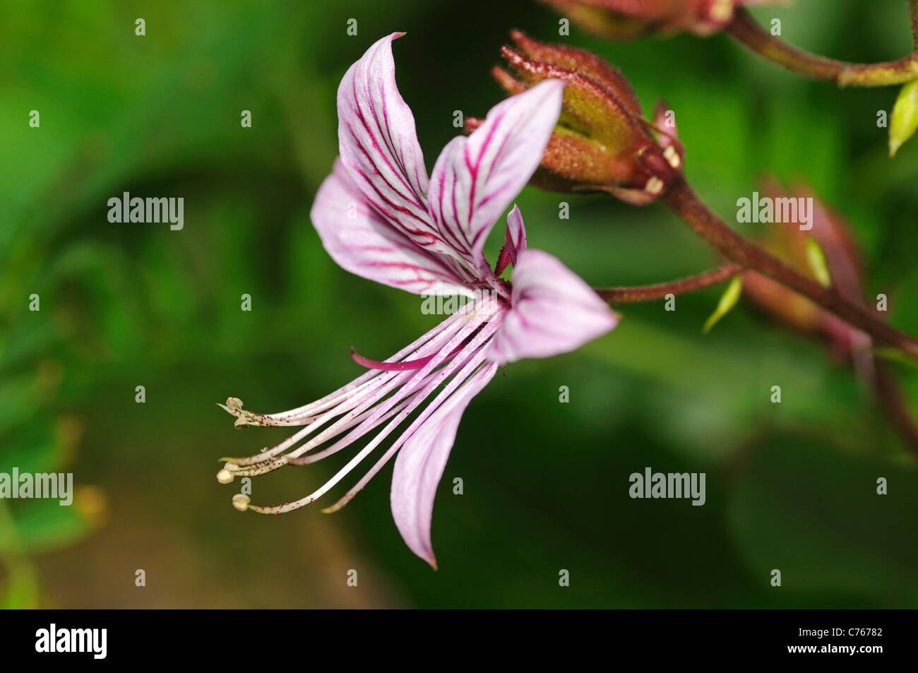 Burning-bush, Dictamnus albus Foto Stock