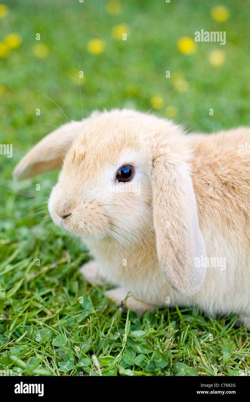 Giovani Lop Eared Rabbit sul prato Foto Stock