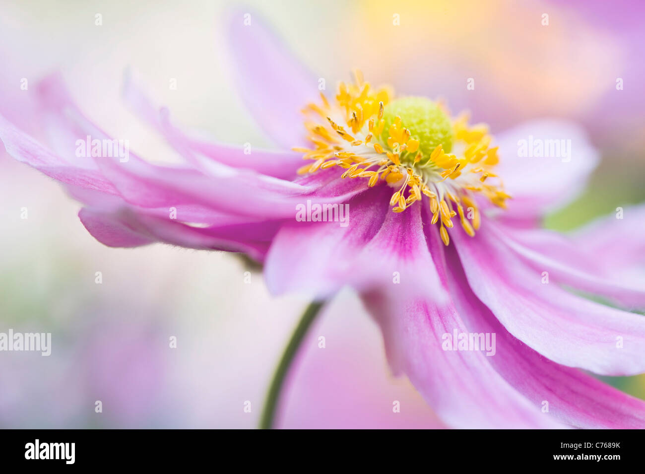 Anemone giapponese 'abbastanza Lady Emily', Anemone x hybrida 'Lady Emily' Foto Stock