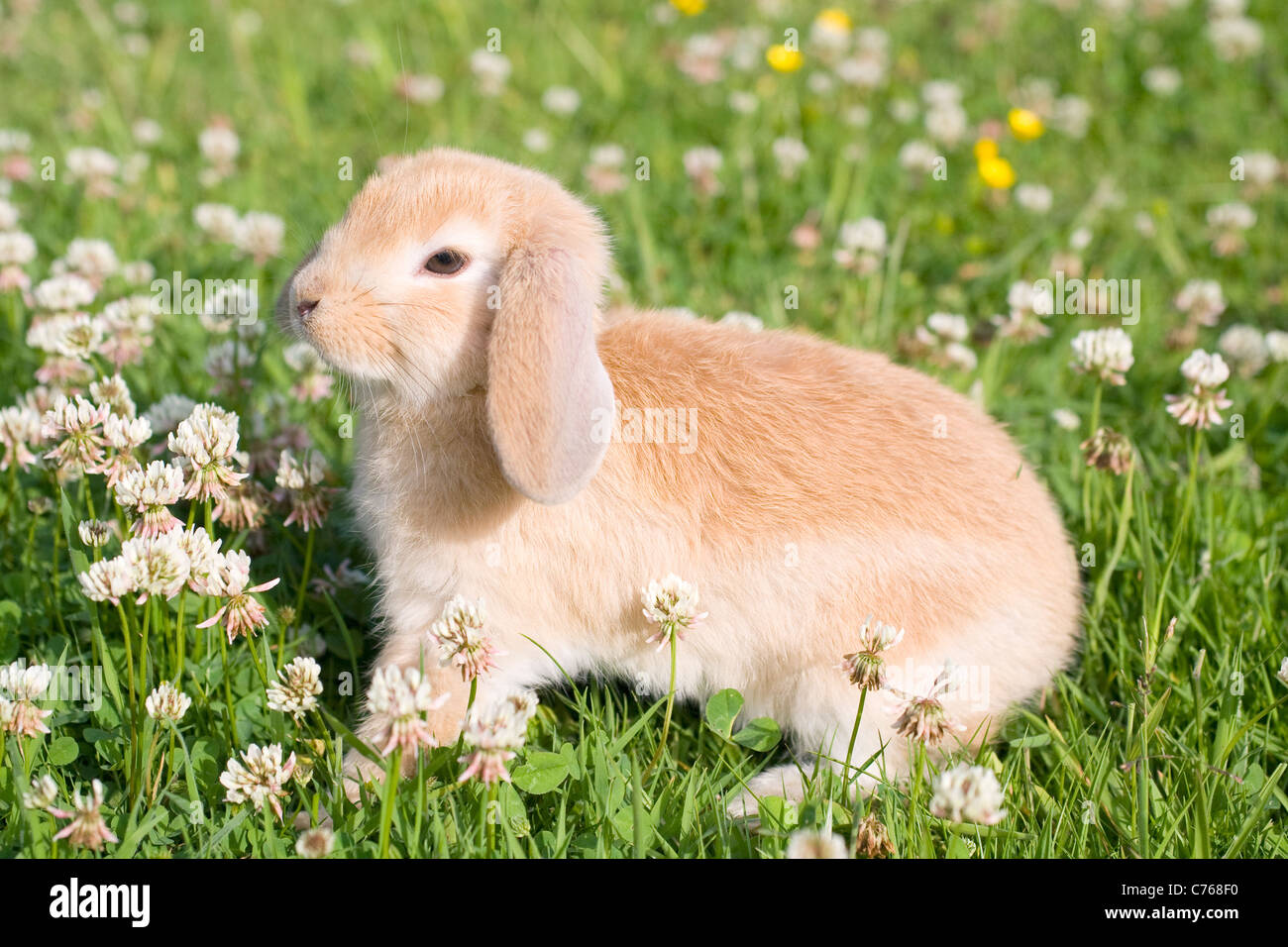 Giovani Lop Eared coniglio su prato circondato da fiori selvatici Foto Stock