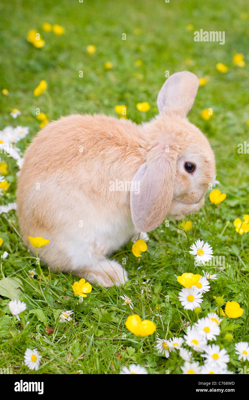 Giovani Lop Eared coniglio su prato circondato da fiori selvatici Foto Stock