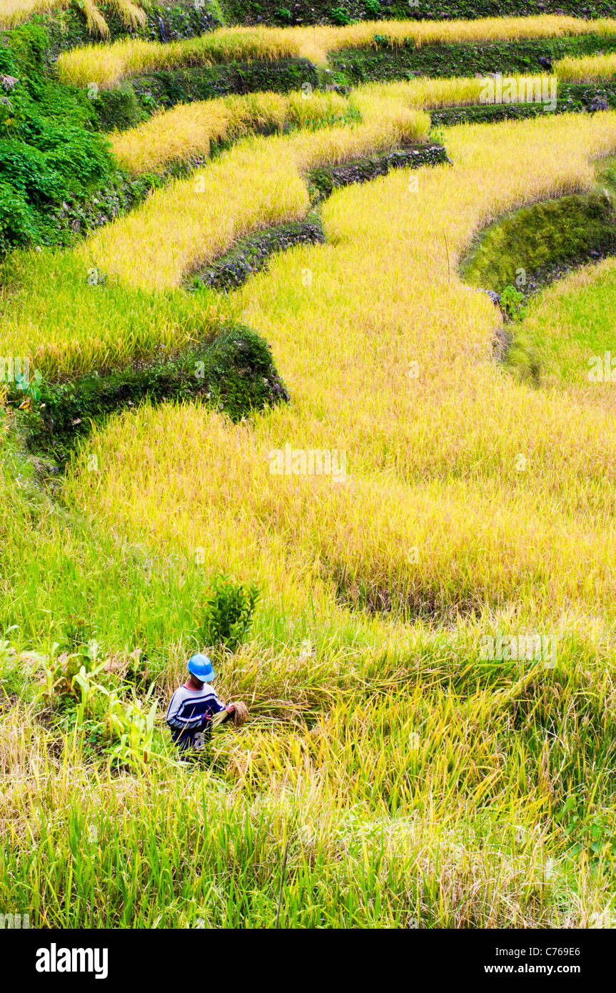 Agricoltore lavora nel campo di riso, Filippine. Foto Stock