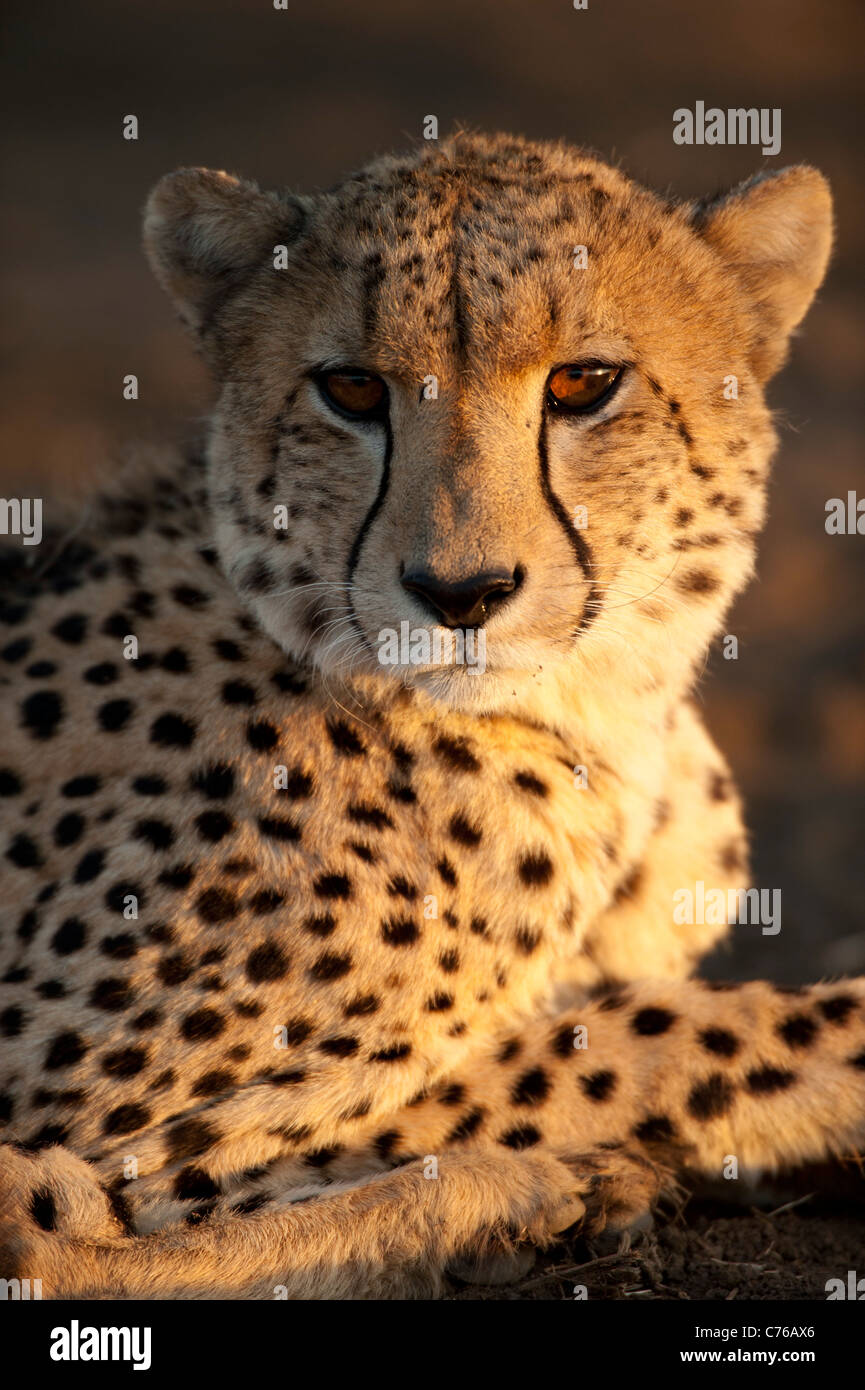 Ghepardo (Acinonyx jubatus), Phinda Game Reserve, Sud Africa Foto Stock