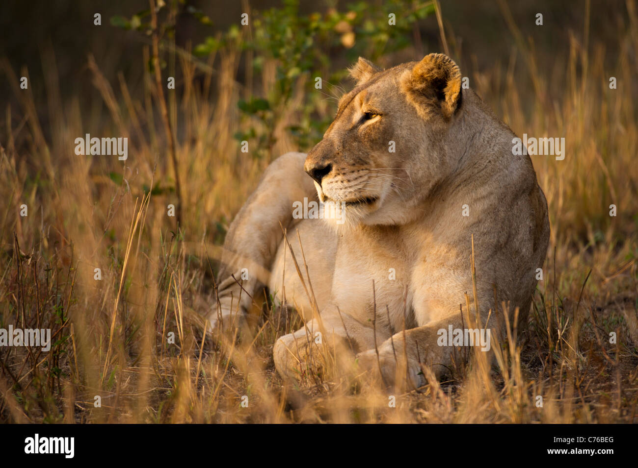 Lion (Panthero leo), Phinda Game Reserve, Sud Africa Foto Stock