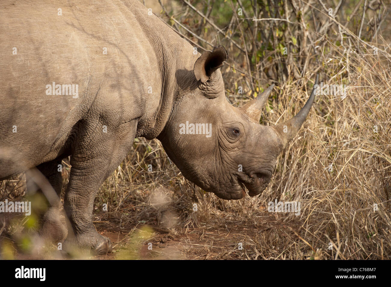 Rinoceronte nero (Diceros simum), Phinda Game Reserve, Sud Africa Foto Stock