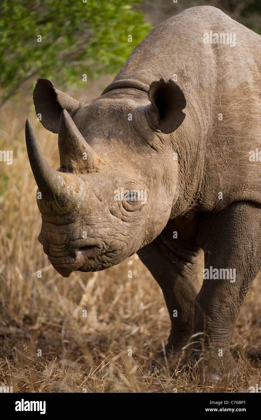 Rinoceronte nero (Diceros simum), Phinda Game Reserve, Sud Africa Foto Stock