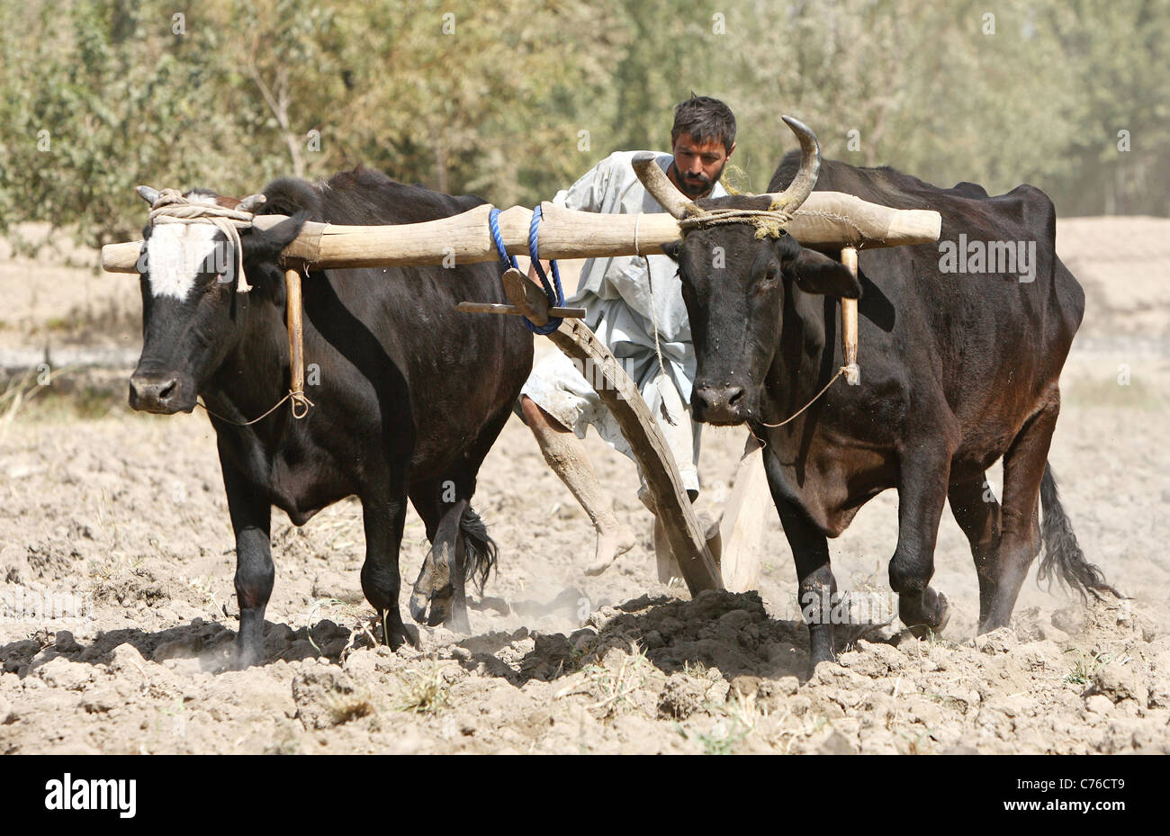 Un agricoltore che arano con un aratro di legno Kunduz in Afghanistan Foto Stock