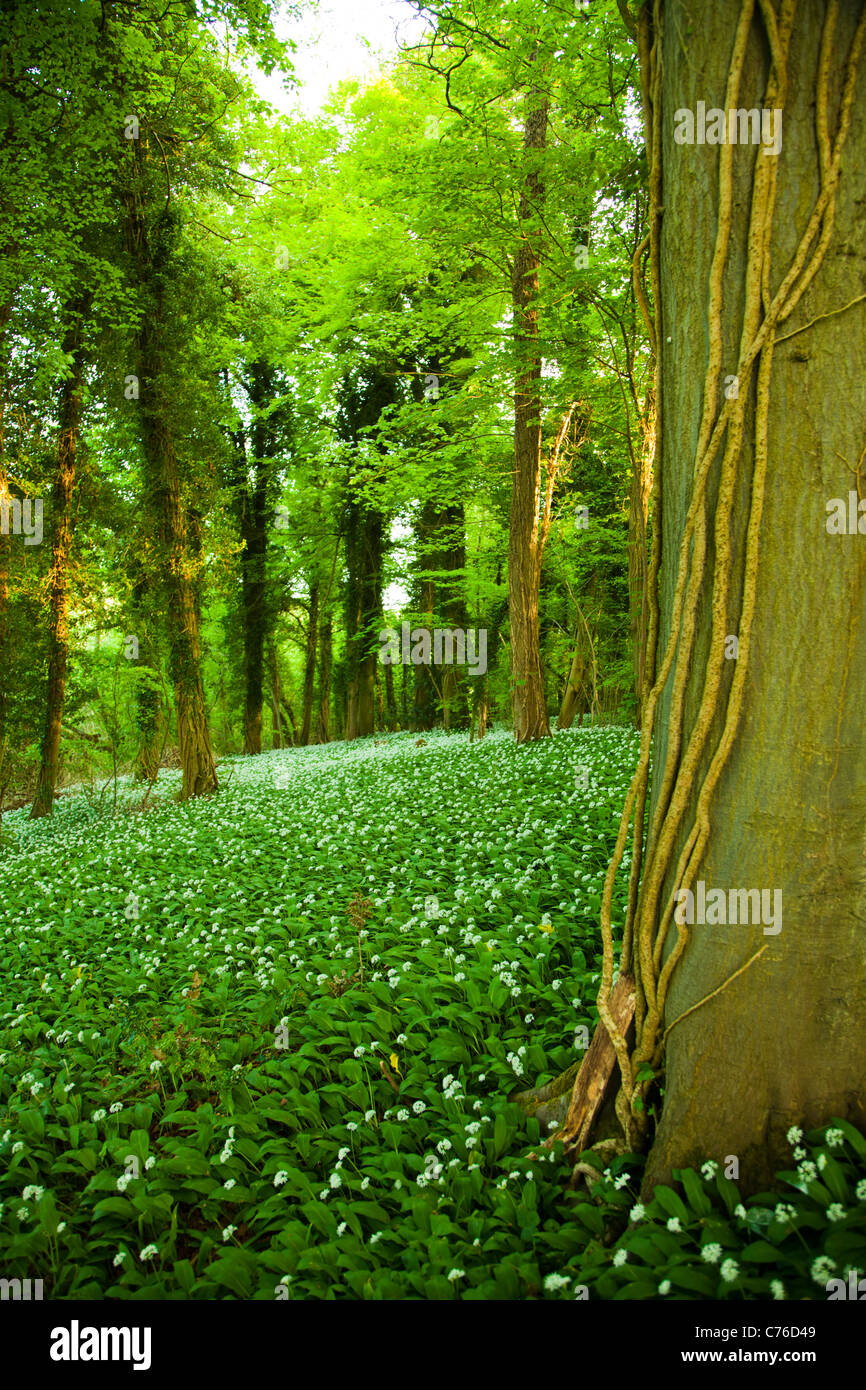 Regno Unito, Castle Combe, foresta verde Foto Stock