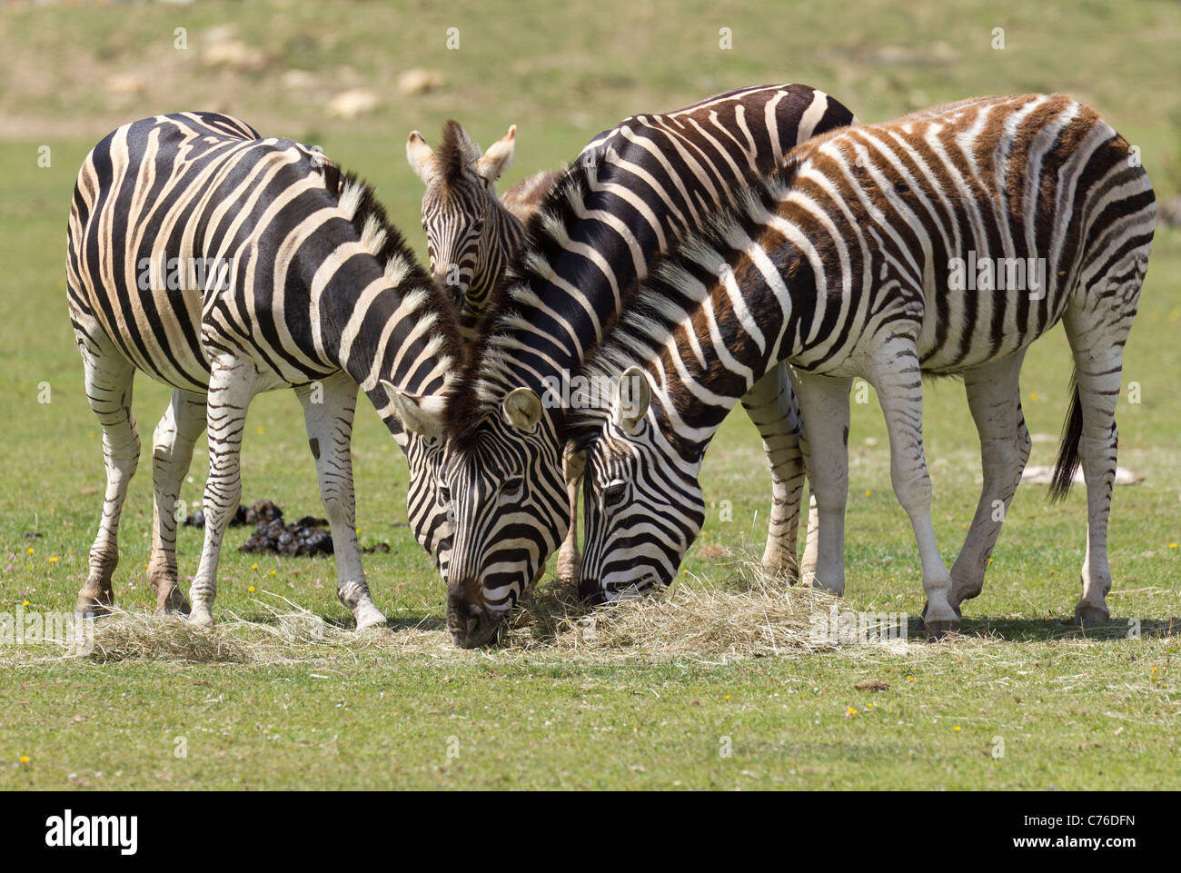 Cotswolds Wildlife Park - pascolo zebre Foto Stock